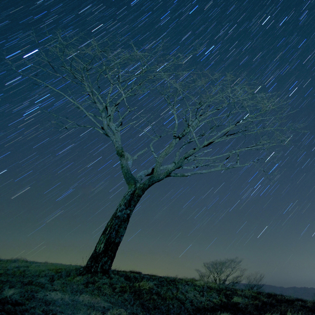 0Starry night tree.jpg
